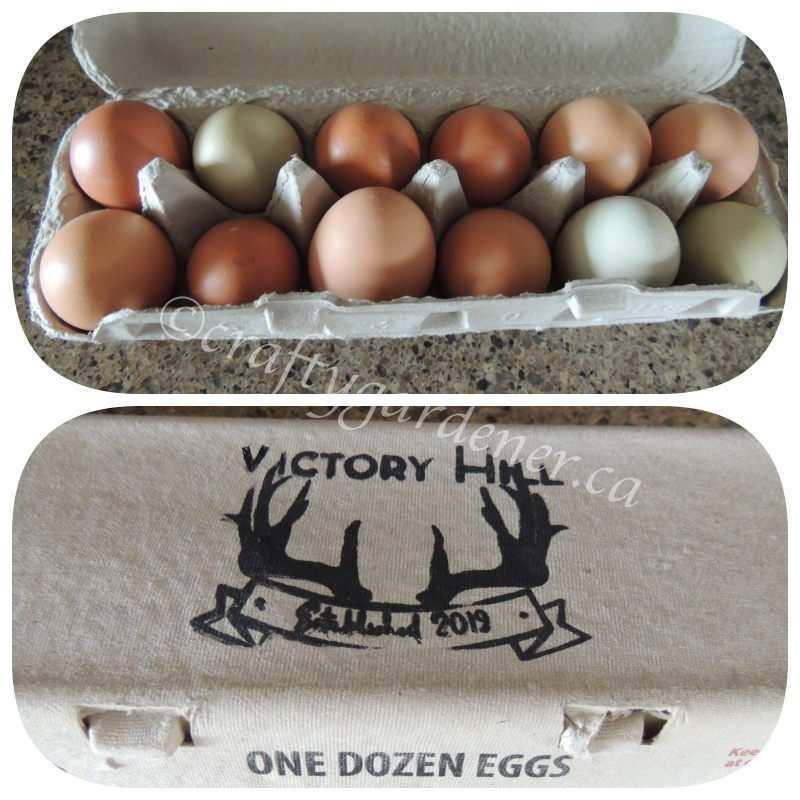 farm fresh eggs from Victory Hill Farm
