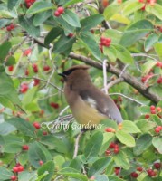 waxwing1a