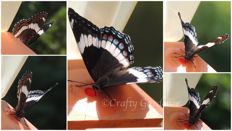 white admiral butterfly at the oriole feeder - craftygardener.ca