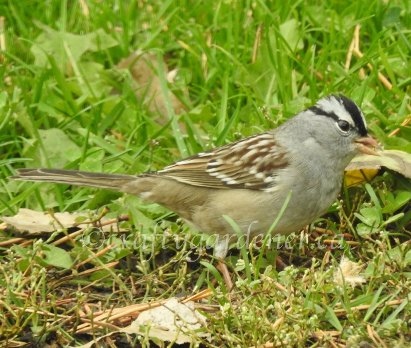 white crowned sparrows at craftygardener.ca