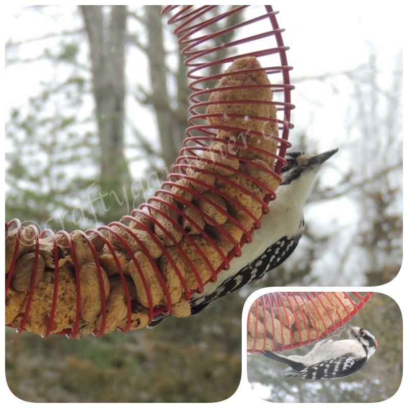 woodpeckers at the coil feeder at craftygardener.ca