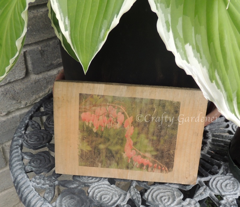 how to transfer a print image to wood at craftygardener.ca