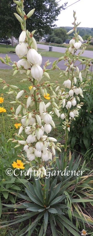 tall flower spikes on the yucca plants, summer 2014, craftygardener.ca