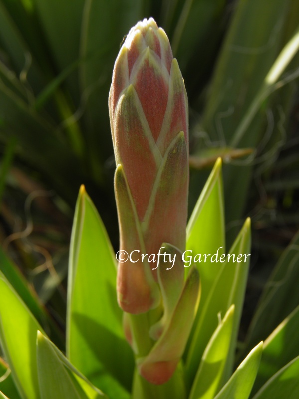 the start of the flower spike on the yucca plant
