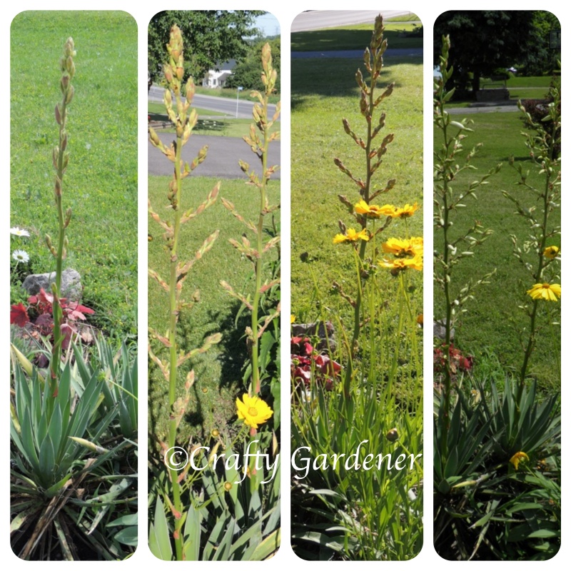 flower spikes getting taller and taller, summer 2014, craftygardener.ca