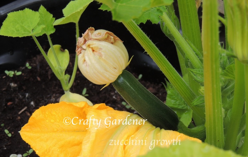 a new zucchini forming