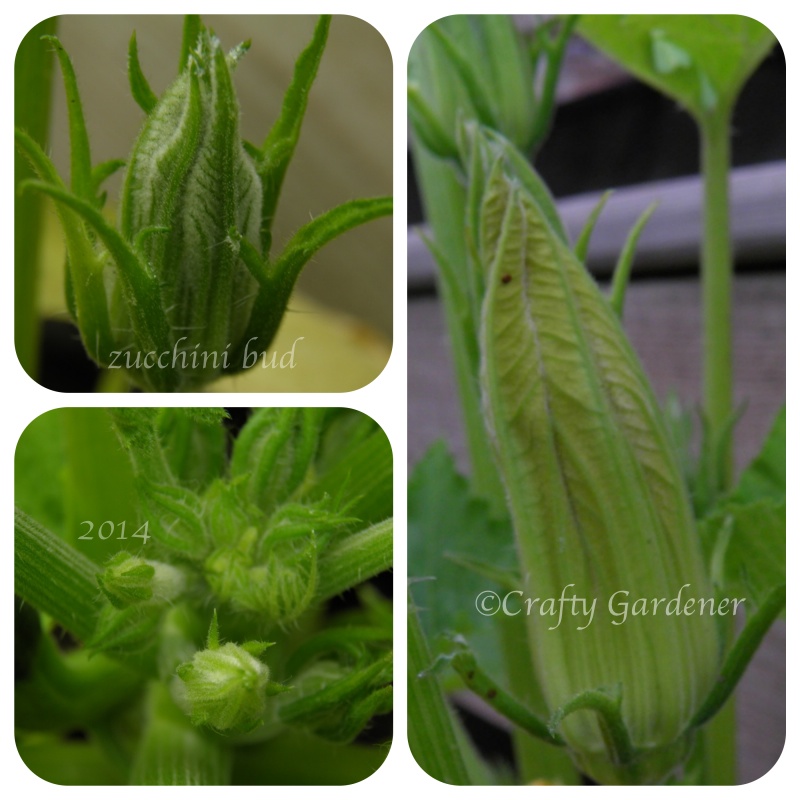 growing zucchini at craftygardener.ca