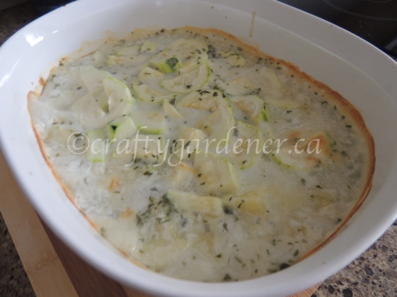 a zucchini in white sauce recipe at craftygardener.ca